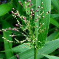 Deer Tongue Grass